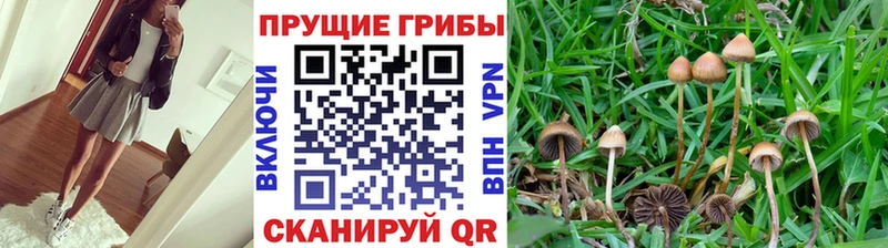 mega   купить наркотик  Купино  Псилоцибиновые грибы Psilocybine cubensis 